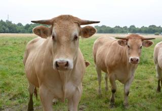 3 vaches nantaises
